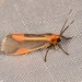 Subject Lichen Moth - Photo (c) Laura Gaudette, some rights reserved (CC BY), uploaded by Laura Gaudette