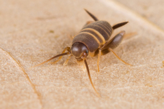 Myrmecophilus acervorum