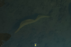 Gymnothorax funebris
