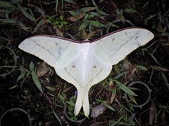 Actias aliena aliena