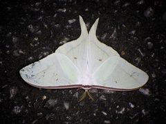 Actias aliena aliena