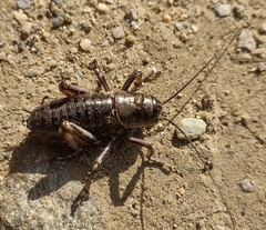 Cyphoderris monstrosa