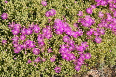 Drosanthemum crassum