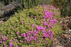 Drosanthemum crassum