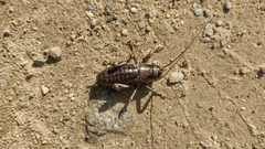 Cyphoderris monstrosa