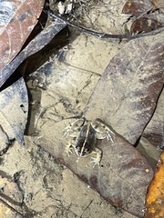 Fejervarya limnocharis