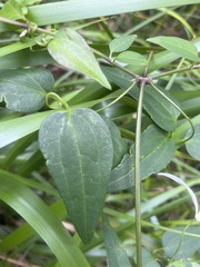 Clematis pubescens