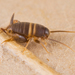 Ants'-nest Cricket - Photo (c) Nikolai Vladimirov, some rights reserved (CC BY-NC)