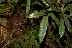 Beilschmiedia elliptica