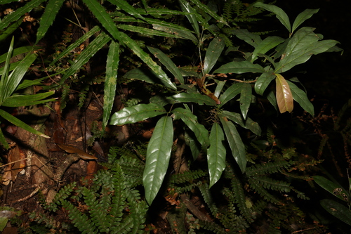 Image of Beilschmiedia elliptica by (c) Greg Tasney, some rights reserved (CC BY-SA)