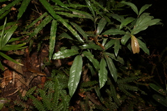 Beilschmiedia elliptica