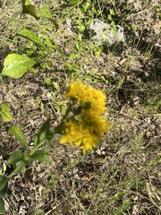 Solidago rigida glabrata