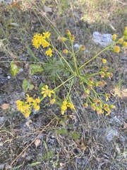 Solidago rigida glabrata