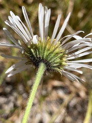 Erigeron coulteri