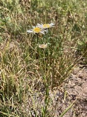 Erigeron coulteri