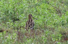 Gallinago gallinago