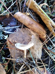 Cantharellula umbonata