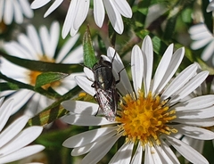 Stomorhina obsoleta