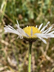 Erigeron coulteri