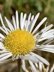 Erigeron coulteri