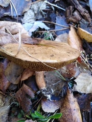 Suillus bovinus