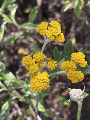 Helichrysum odoratissimum