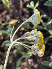 Helichrysum odoratissimum