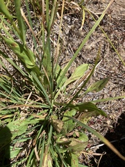 Erigeron coulteri