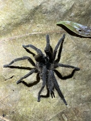 Phlogiellus