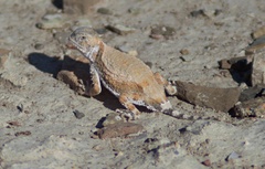 Phrynosoma modestum