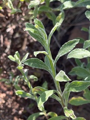 Helichrysum odoratissimum