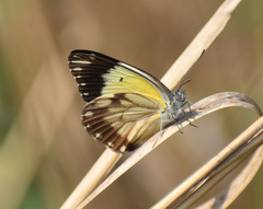 Belenois creona severina