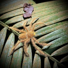 Heteropoda davidbowie