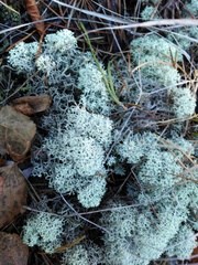 Cladonia stellaris