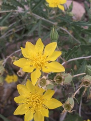 Mentzelia longiloba