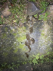 Malayopython reticulatus