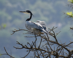 Ardea melanocephala
