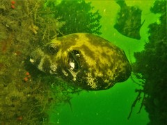 Arothron caeruleopunctatus