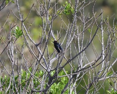 Chrysomus ruficapillus