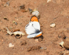 Colotis antevippe gavisa