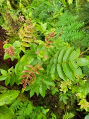 Pterophylla samoensis