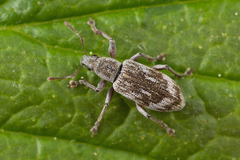 Polydrusus tereticollis