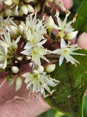 Astronidium pickeringii