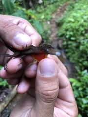 Anolis humilis