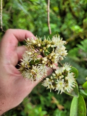 Astronidium pickeringii