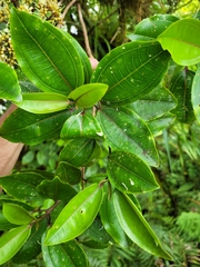 Astronidium pickeringii