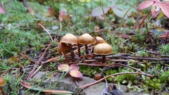 Panaeolus papilionaceus