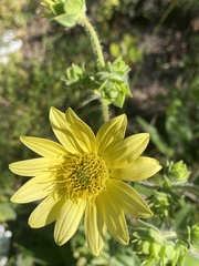Silphium mohrii