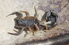 Parabuthus granulatus