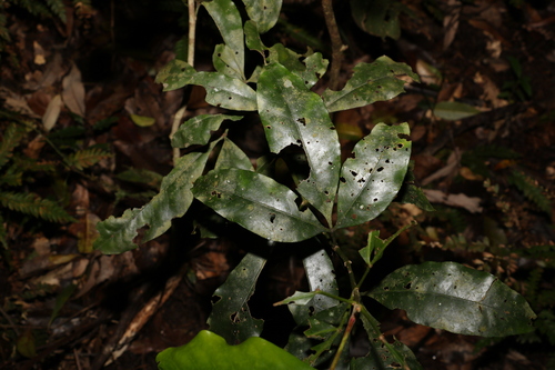 Image of Acradenia euodiiformis by (c) Greg Tasney, some rights reserved (CC BY-SA)